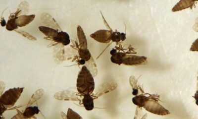 Goiás confirma primeiro caso de febre Oropouche em Anápolis