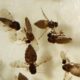 Goiás confirma primeiro caso de febre Oropouche em Anápolis