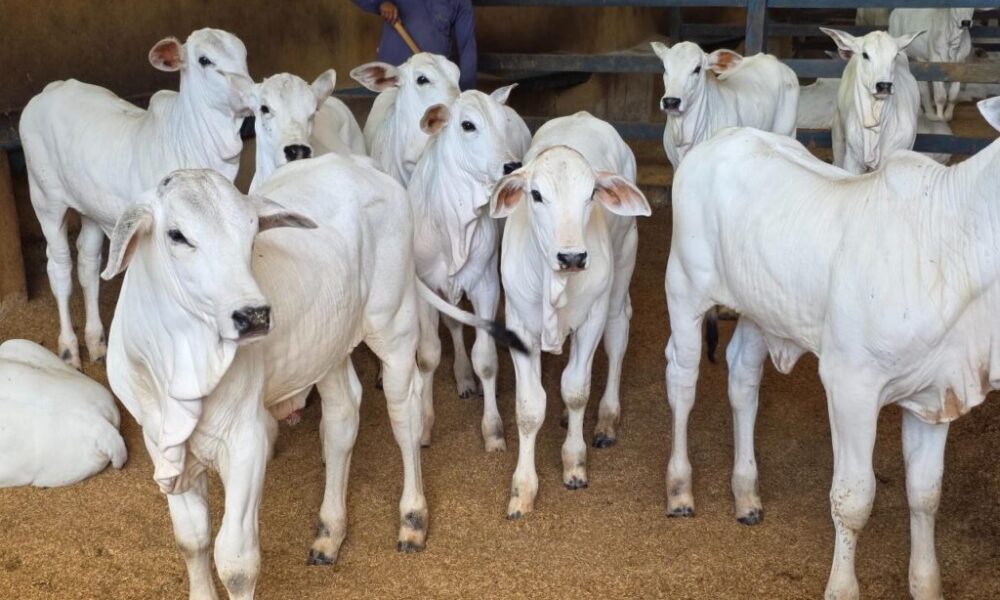 Governo de Goiás marca presença na 79ª Pecuária de Goiânia