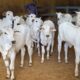Governo de Goiás marca presença na 79ª Pecuária de Goiânia