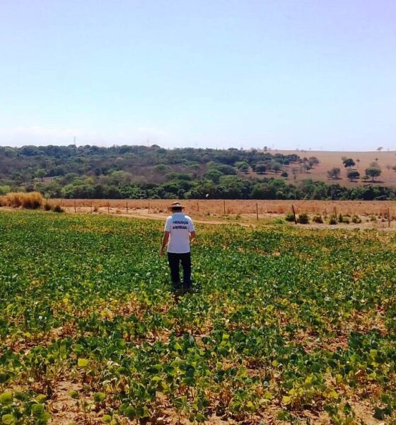 Vazio sanitário da soja começa em 27 de junho