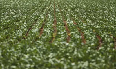 Reunião com bancada do agro termina sem acordo sobre dívidas rurais
