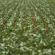 Reunião com bancada do agro termina sem acordo sobre dívidas rurais