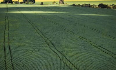 Senado aprova plano para fabricação de fertilizantes no Brasil