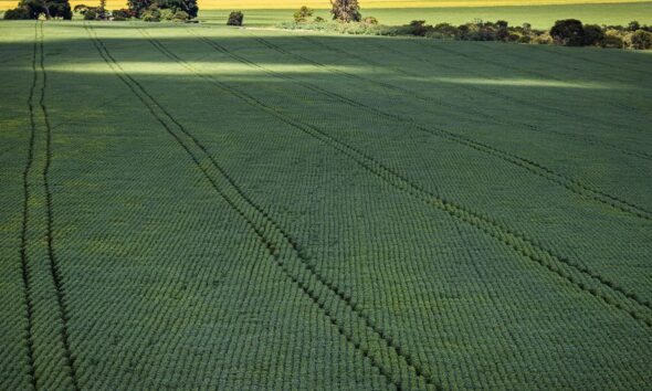 Senado aprova plano para fabricação de fertilizantes no Brasil